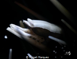 Gnathophylloides mineri  
Squat Urchin Shrimp
Retra sno... by Magali Marquez 